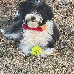 Aussiedoodle and Goldendoodle Puppies from Saddle Hill Farms