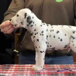 Rudolph (purple) - Dalmatian puppy in Acampo, California from Gateway Farm Dalmatians