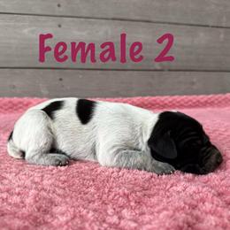 June - Black roan female German Shorthaired Pointer puppy in Axton, Virginia from Red Clay Kennels