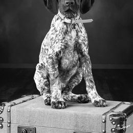 German Shorthaired Pointer Puppies from Dem Feuerhaus Gun Dogs