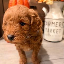 Winston (blue collar ) - Red  male Goldendoodle puppy in Atco, New Jersey from Flannery’s lucky puppies 🍀