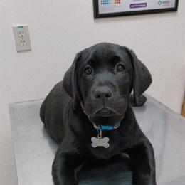 Labrador Retriever Puppies from Reniers Labrador Retrievers