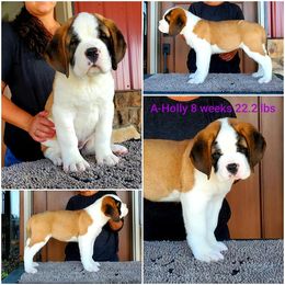 Saint Bernard Puppies from Heart Mountain Saint Bernards