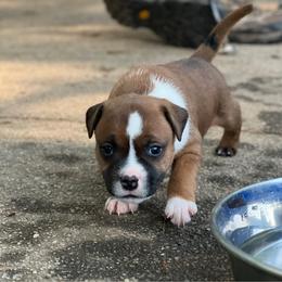 Foyt - Red and white male Staffordshire Bull Terrier puppy in Monroe, Georgia from Irresistibull Staffords
