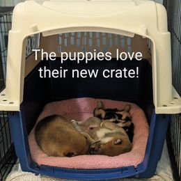 Shiba Inu Puppies from Takikawa Shiba Inus