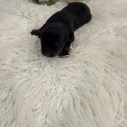 Lexxa - Black and mahogany female Rottweiler puppy in Denver, Colorado from DR