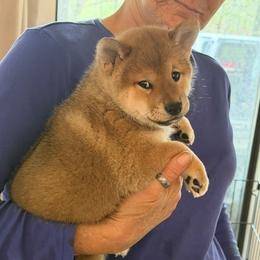Puppy Girl - Red female Shiba Inu puppy in Muskogee, Oklahoma from K-Bar Shibas