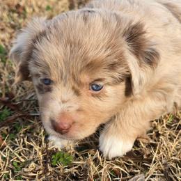 Greta Garbo - Red merle female Miniature Australian Shepherd puppy in Paris, Texas from Blue Envy Mini Aussies