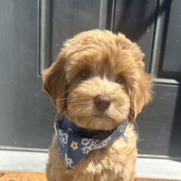 Australian Labradoodle Puppies from Sun Canyon Australian Labradoodles