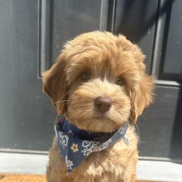 Australian Labradoodle Puppies from Sun Canyon Australian Labradoodles