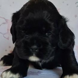 Willow - Black female Cocker Spaniel puppy in Crossville, Tennessee from Timber Sunrise Cockers