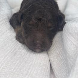 Toffee - Brown female Poodle puppy in Grovetown, Georgia from PND Kennel
