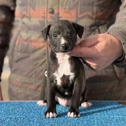 Boy 1 - Seal male Italian Greyhound puppy in Sugar Valley, Georgia from Pinnacle Farm and Kennel