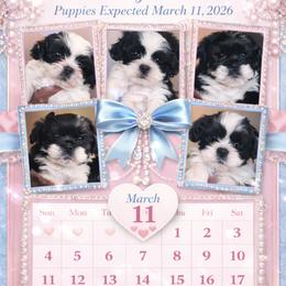 Shih Tzu Puppies from Adams Pawsitive Pawfection