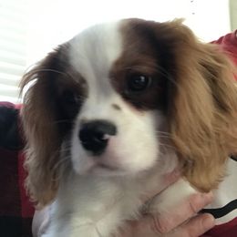 Cavalier King Charles Spaniel Puppies from Christina’s Cavaliers