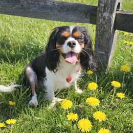 Daisy - Cavalier King Charles Spaniel