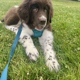 Newfoundland, Newfypoo, and Sheepadoodle Puppies from Sweet Creek Pups