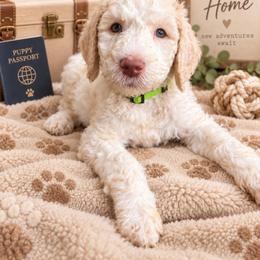 Lime Green - Apricot male Labradoodle puppy in Ellenwood, Georgia from Four Paws Down