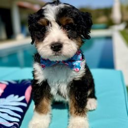 Obsidian - Tri-color male Bernedoodle puppy in Fallbrook, California from BFF Bernedoodles