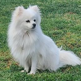 Snowie - Pomeranian