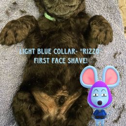 Poodle Puppies from Desert Diamond Poodles