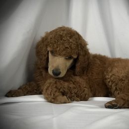Poodle Puppies from Prissy Pants Poodles LLC