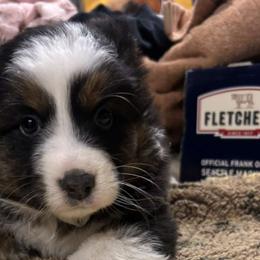 Australian Shepherds from Luna's Australian Shepherd
