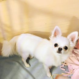 Jasmine - Chihuahua
