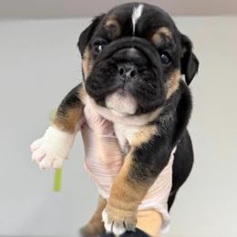 Ms Beauty - Black tri-color female Bulldog puppy in Seattle, Washington from mama Myra bulldogs