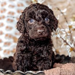 Cindy - Chocolate female Australian Labradoodle puppy in Decatur, Alabama from Southern Meadows Doodles