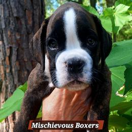 Winston - Brindle male Boxer puppy in Statesboro, Georgia, Georgia from Mischievous Boxers