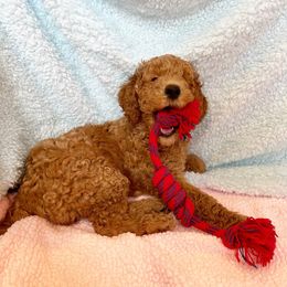 Poodle Puppies from Tri-Cities Royalty Poodles