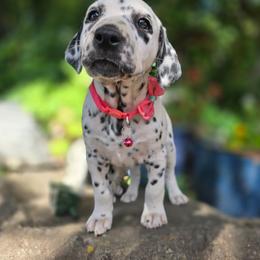 Pink collar female - White and black female Dalmatian puppy in Valley, Washington from Loving spots Dalmatians