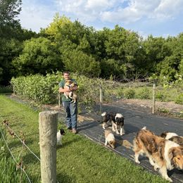 Collie Puppies from Little Apple Collies, Dazey, ND