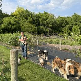 Collie Puppies from Little Apple Collies, Dazey, ND