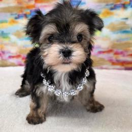 Dolly - Black & tan tri-color male Morkie puppy in Monticello, Iowa from Ashley’s Puppies