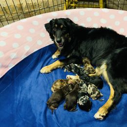 Aussiedoodle and Australian Shepherd Puppies from Homestead Aussies & Doodles