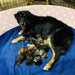 Aussiedoodle and Australian Shepherd Puppies from Homestead Aussies & Doodles