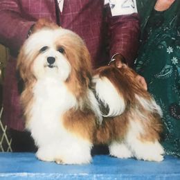 Rev - Havanese