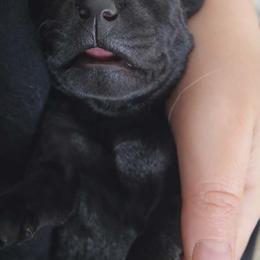 Murphy - Black male Labrador Retriever puppy in Nacogdoches, Texas from Westlane Dogs