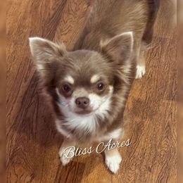 Snazzy - Chihuahua