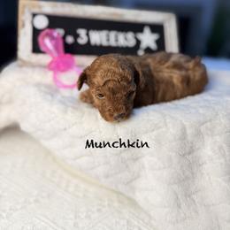 Munchkin - Red  female Poodle puppy in Florida from Adorable Toy-Miniature Poodles