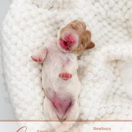 Cruz - Parti male Goldendoodle puppy in California City, California from Summer Sun Doodles