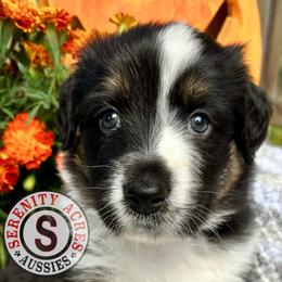 Green Collar - Black tri-color male Australian Shepherd puppy in Winston Salem, North Carolina from Serenity Acres Aussies
