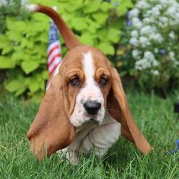 Hulu - Mahogany and white female Basset Hound puppy in Pollock, Missouri from Northstar