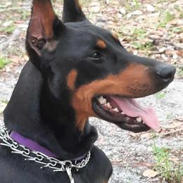 Penny - Black and rust female Doberman Pinscher puppy in Lake City, Florida from Providence Kennels