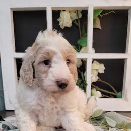 Aussiedoodle and Goldendoodle Puppies from Hunting Creek Kennels