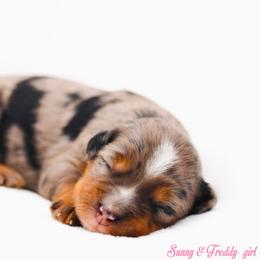 Storm - Blue merle female Bernedoodle puppy in Diamond Bar, California from Furrytaildoodles