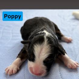 Miniature American Shepherd and Toy Australian Shepherd Puppies from Southern L Aussies