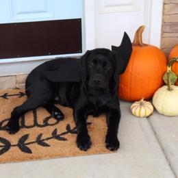 Labrador Retriever Puppies from Lorlyn Labradors